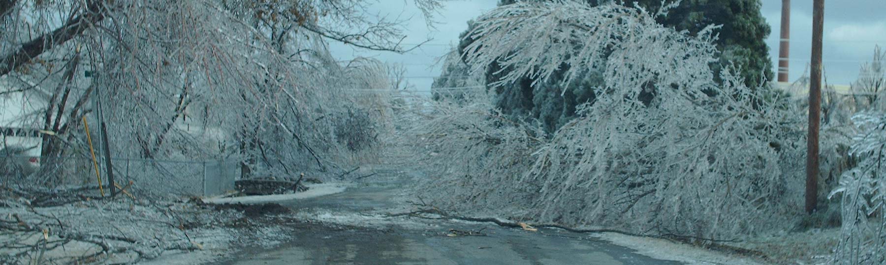 A heavy ice-covered tree branch blocking the road